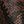 Dark Brown Snake