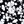 Black Blossom Floral