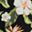 Hibiscus Floral Black