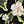 Hibiscus Floral Black