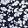 Navy Blossom Floral