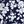 Navy Blossom Floral