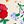 Egret Poppy Floral