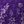 Violet Floral