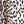 Brown Leopard
