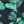 Navy Leaf