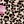 Black Lily Leopard