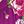 Pink Magenta Blush
