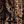 Black Jana Chintz
