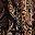 Black Jana Chintz