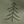 Green Painted Tree