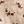 Ivory Ditsy Floral