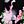 Begonia Black