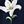 Dark Blue Floral