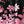 Pink Black Floral