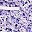 Purple Dots