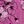 Purple Floral