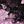 Black Pink Sakura