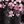 Pink Black Print