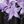 White Purple Print