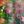 Green Multicolor