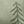 Green Painted Tree