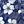 Blue Flower