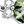 Olivine Green