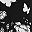 Black Butterfly