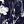 Navy White