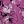 Purple Floral