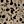 Brown Black Floral