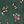 Green Ditsy Floral