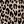 Iconic Leopard
