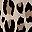 Iconic Leopard