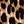 Brown Leopard