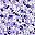 Purple Dots