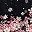 Black Pink Floral
