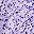Purple Flowers