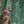Deep Green Print