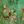 Green Style