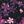Pink Charcoal Plum