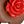 Flowers Black Red