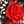Rose Black Red