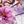 Purple White Blue