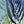 Blue Seaweed Plant
