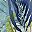 Blue Seaweed Plant