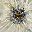 Neutral Flower