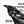 Nevermore Raven