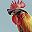 Rooster Run